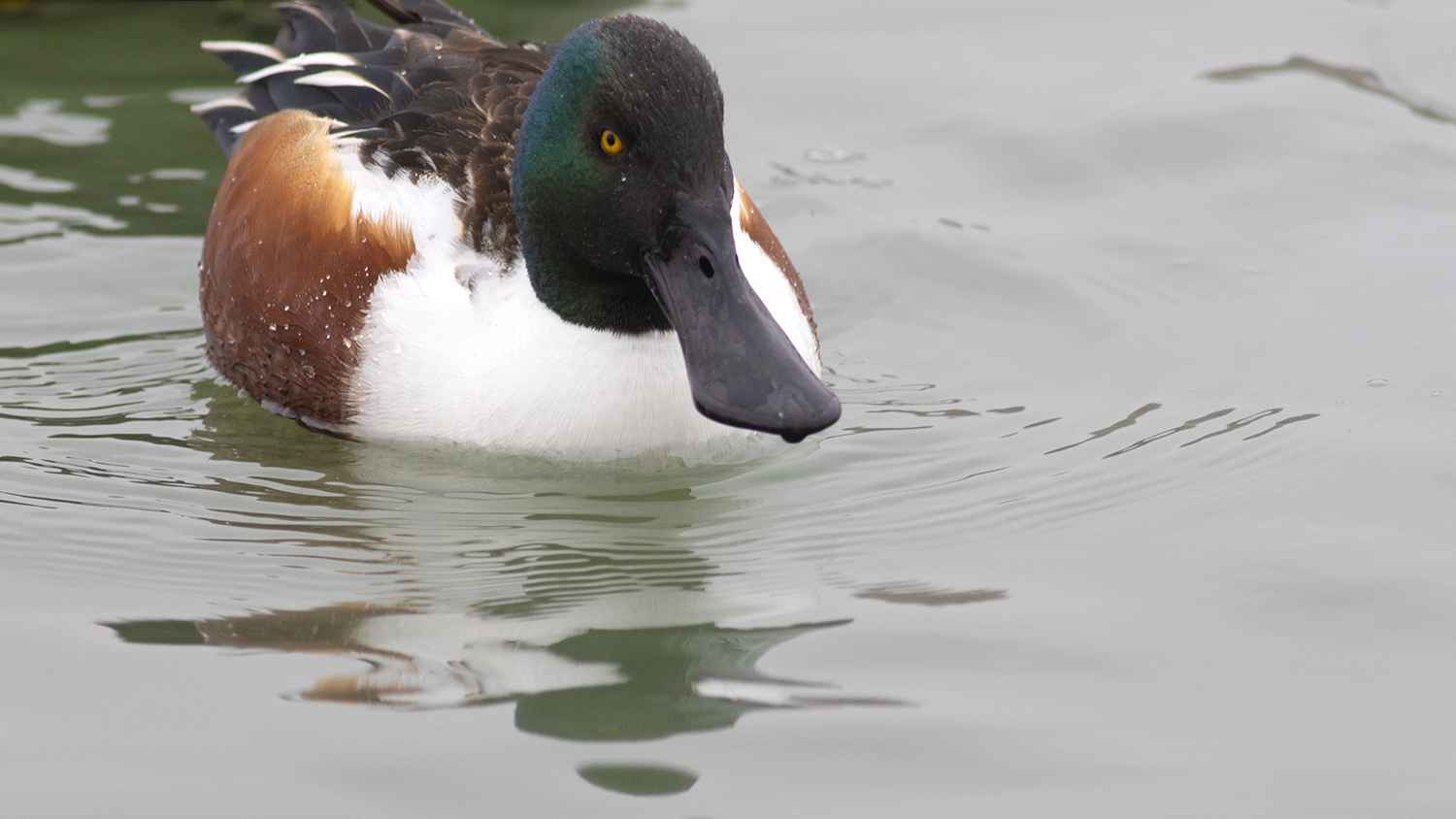 Northern Shoveler